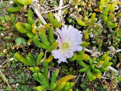 Disphyma australe australe