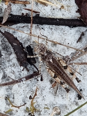 Pycnostictus seriatus