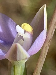 Thelymitra pallidifructus
