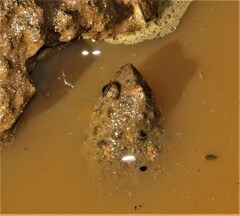 Phrynobatrachus natalensis