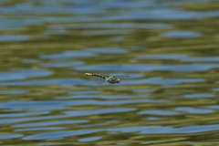 Ophiogomphus occidentis