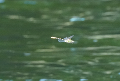Ophiogomphus occidentis