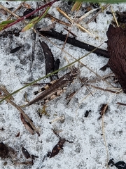 Pycnostictus seriatus