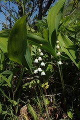 Convallaria keiskei
