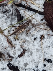 Pycnostictus seriatus