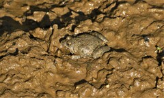 Phrynobatrachus natalensis