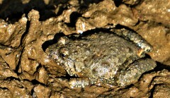 Phrynobatrachus natalensis
