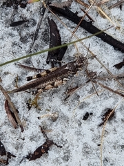 Pycnostictus seriatus