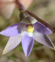 Thelymitra pallidifructus
