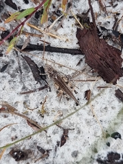 Pycnostictus seriatus