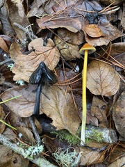Hygrocybe singeri