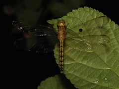 Neurothemis terminata