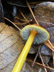 Hygrocybe singeri