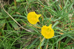 Narcissus bulbocodium