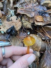 Hygrocybe singeri