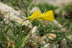 Narcissus bulbocodium