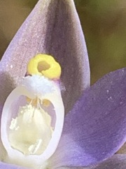 Thelymitra pallidifructus