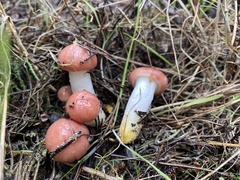 Gomphidius subroseus