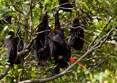 Pteropus alecto
