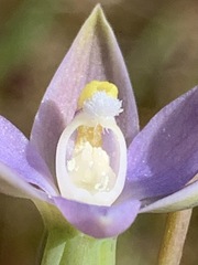 Thelymitra pallidifructus