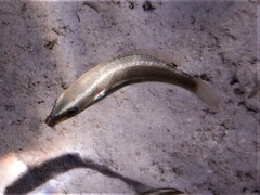 Stethojulis bandanensis
