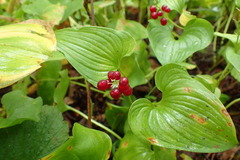 Maianthemum dilatatum