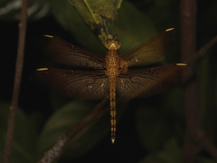 Neurothemis terminata