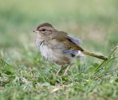 Arremonops rufivirgatus