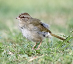 Arremonops rufivirgatus