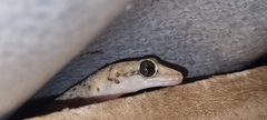 Phyllodactylus tuberculosus