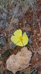 Tribulus cristatus