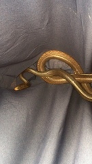 Oxyuranus scutellatus