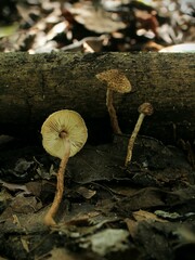 Echinoderma