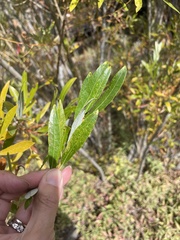 Salix lasiolepis