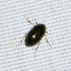 Berosus