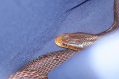 Oxyuranus scutellatus