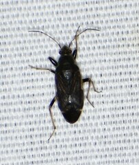 Perigenes similis