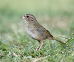 Arremonops rufivirgatus