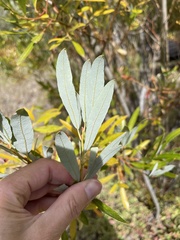 Salix lasiolepis