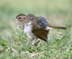 Arremonops rufivirgatus