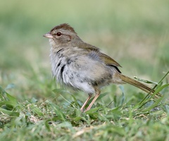 Arremonops rufivirgatus