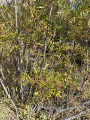Salix lasiolepis