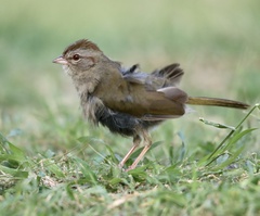 Arremonops rufivirgatus