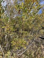 Salix lasiolepis