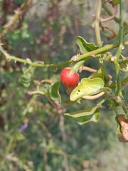 Solanum trilobatum