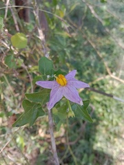 Solanum trilobatum