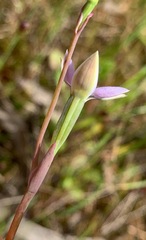 Thelymitra pallidifructus