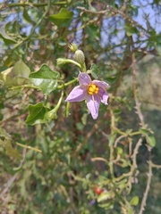 Solanum trilobatum