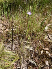 Thelymitra pallidifructus