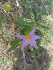 Solanum trilobatum
